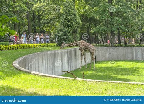 Wild animals in zoo editorial image. Image of giraffe - 119257080