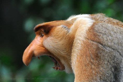 wpid-6VPiKJgfoGY.jpg 604×403 pixels | Animal noses, Proboscis monkey ...