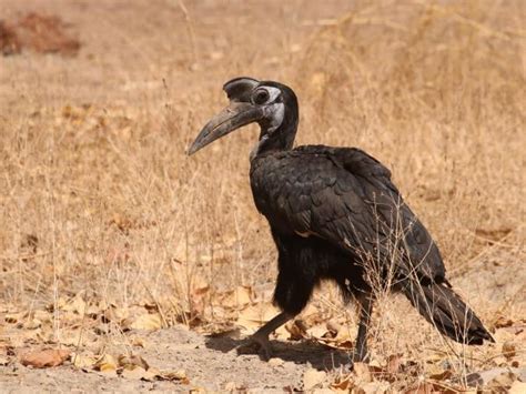 Senegal wildlife holiday | Responsible Travel