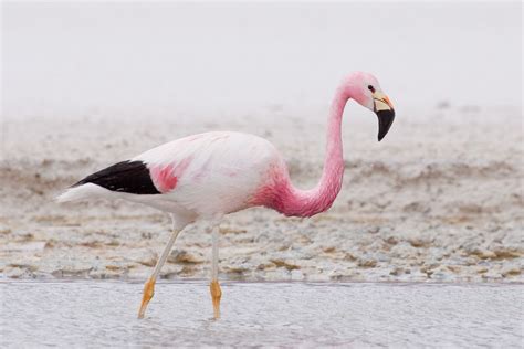 The Andean flamingo, or Phoenicopterus andinus, is one of the rarest ...