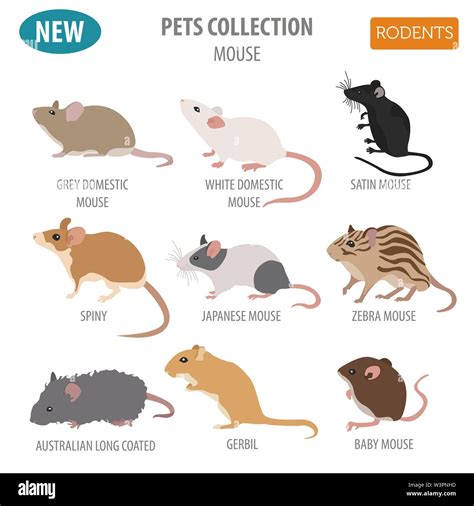 Mice breeds icon set flat style isolated on white. Mouse rodents collection. Create own ...