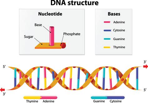 Stop Codon - The Definitive Guide | Biology Dictionary