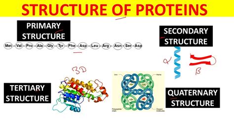 Protein Primary Secondary Tertiary And Quaternary Structure