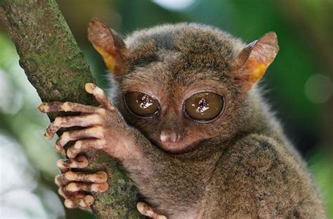 Tarsier Facts - Animal Facts Encyclopedia