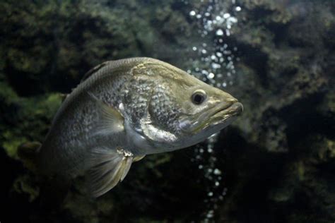 Barramundi Fish - A-Z Animals