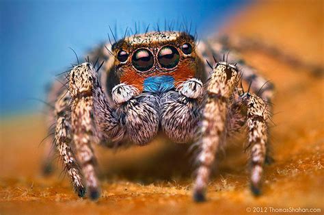 Stunning Macro Photos Of Jumping Spiders by Thomas Shahan