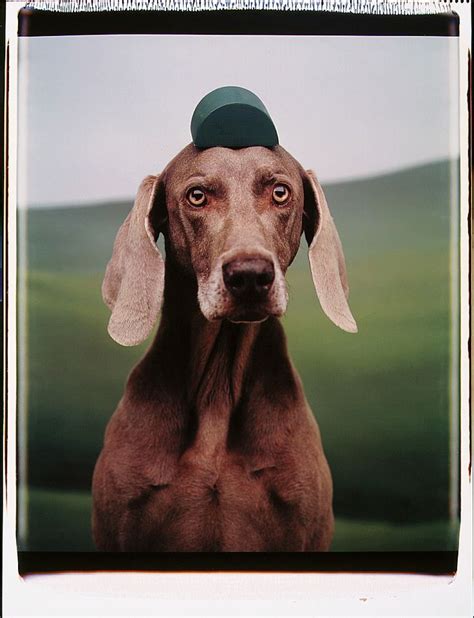 William Wegman, Untitled, 1994 #green #photography #polaroid