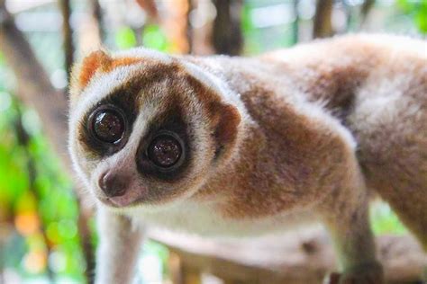 Creatures of the night: UB scientists study the lives of slow lorises - University at Buffalo