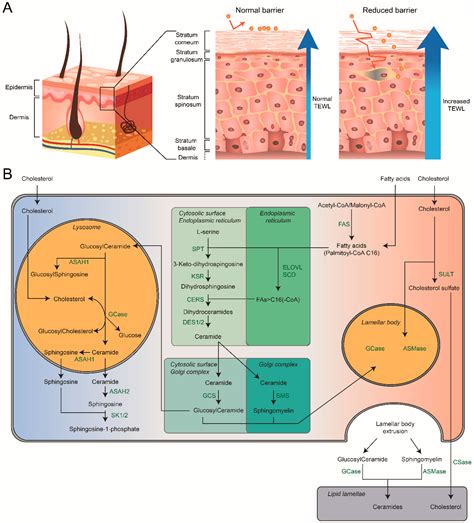 JCM | Free Full-Text | Glucocerebrosidase: Functions in and Beyond the Lysosome