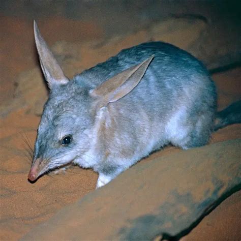 Greater Bilby - Facts, Diet, Habitat & Pictures on Animalia.bio