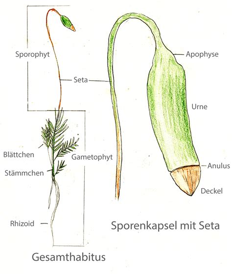 Botanik Helmich: Das System der Embryophyten (Bryophyten + Kormophyten)