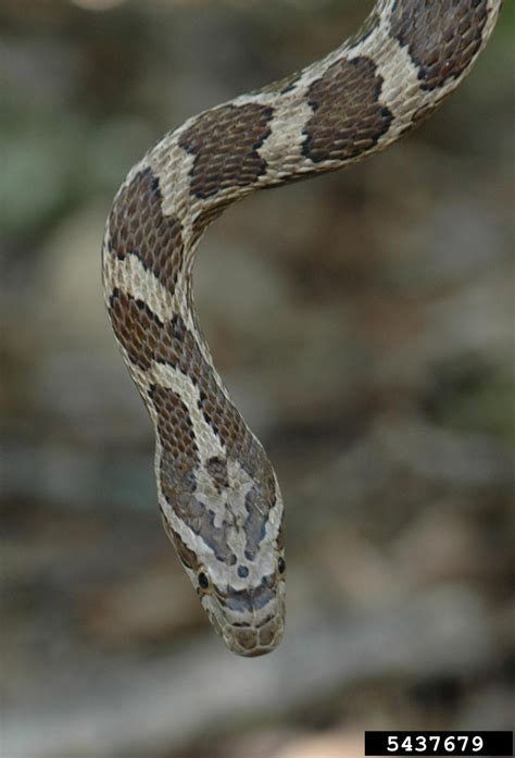 Great Plains rat snake (Pantherophis emoryi)