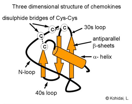 Chemokines and Chemokine Receptors - Creative Diagnostics