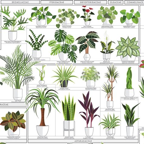 The Horticultural Chart of Houseplants | Popular house plants, Plant decor indoor, Common garden ...