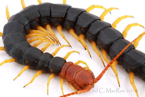 Real Monstrosities: Giant Red-headed Centipede