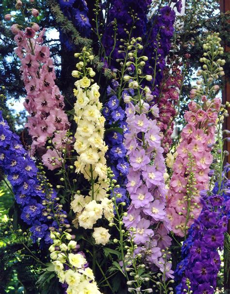 Petrine Mikaelsen: Tall Cottage Garden Flowers : The Best Perennial ...