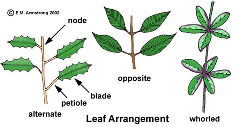 Leaf Terminology (Part 1)