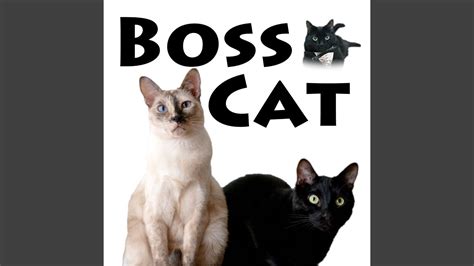 Boss Cat - YouTube