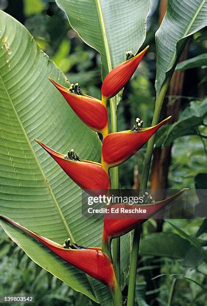 1,123 Amazon Rainforest Flowers Stock Photos, High-Res Pictures, and Images - Getty Images