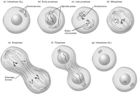 draw the diagram all stages of mitosis division - Biology - Cell Cycle and Cell Division ...