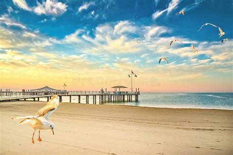 Sea Gulls Over the Beach at Sunset Stock Image - Image of sunset, sand ...