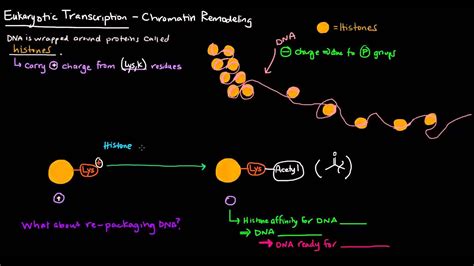 Chromatin Remodeling in Eukaryotes - YouTube