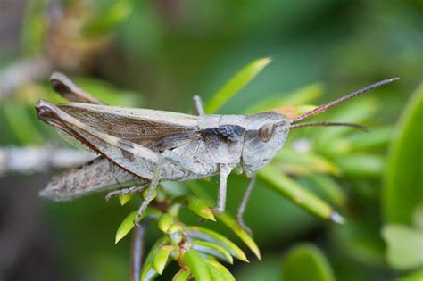 Rocky Mountain Sprinkled Locust (Minnesota Orthoptera) · iNaturalist