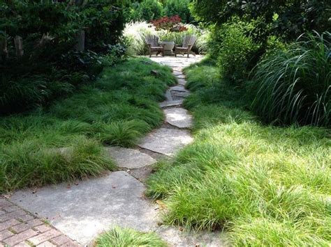 Pennsylvania Sedge (Carex pensylvanica) 3-pack of pots — Blazing Star Gardens | Native garden ...