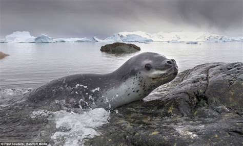 They may look cute, but leopard #seals are vicious predators which eat ...