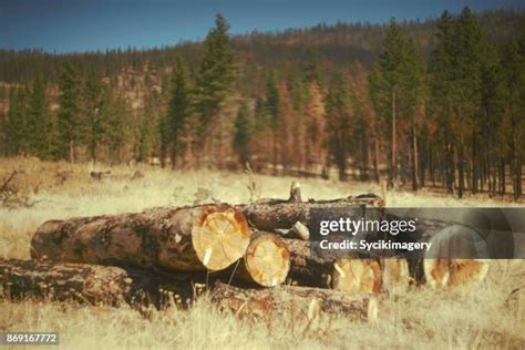 223 Wood Pile Art Stock Photos, High-Res Pictures, and Images - Getty Images