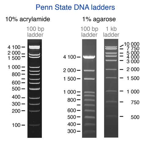 Gel Electrophoresis [IMAGE] | EurekAlert! Science News Releases