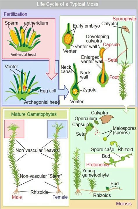 Moss: Definition, Examples, Types and Life Cycle | Biology Dictionary