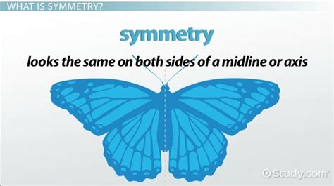 Symmetry in Animals | Overview, Types & Examples - Lesson | Study.com