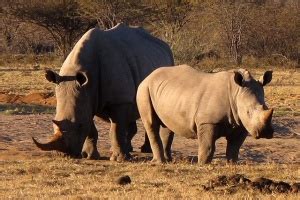 Khama Rhino Sanctuary Safaris - Tours & Budget Packages to Khama Rhino Sanctuary