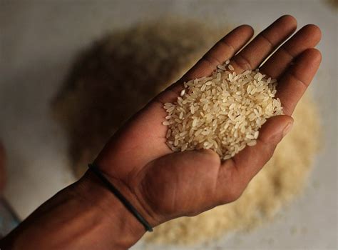 High levels of arsenic in rice: why isn't it regulated in our food ...