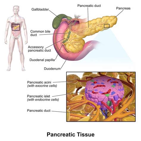 Transplant Surgery - Pancreas Transplant