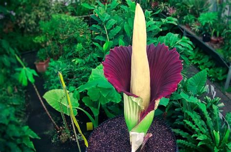 The Amorphophallus Titanum- Charismatic Planet