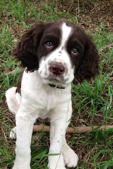 Springer Spaniel Puppy - just what riley looked like as a puppy, just a ...