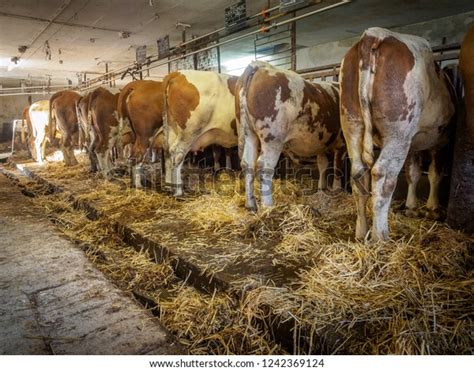 Milk Cows Rustic Dirty Cowshed Just Stock Photo (Edit Now) 1242369124