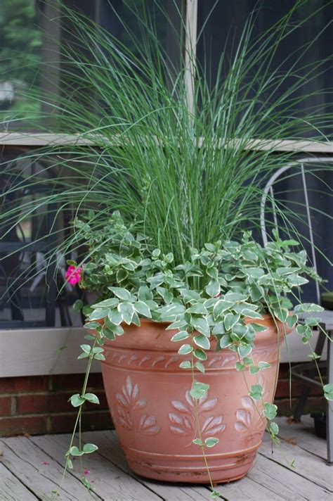 40 Best Ornamental Grasses for Containers | Flower pots outdoor, Ornamental grasses, Plants