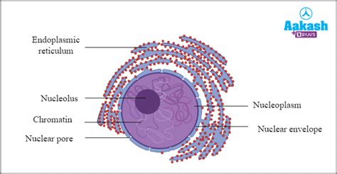 Nuclear Membrane Nuclear Envelope Definition Function