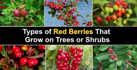 Red Berry Trees Australia | Red berries, Berry plants, Types of berries