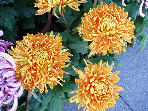 Flower Homes: Chrysanthemum Flowers