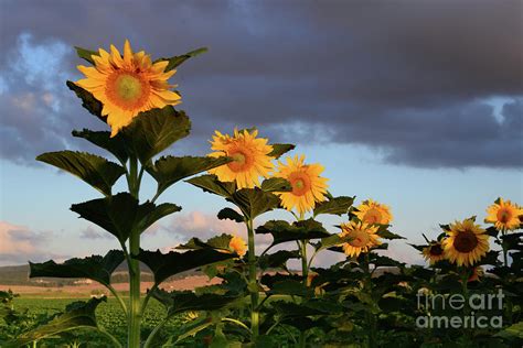 The row of sunflowers Photograph by Arik Baltinester