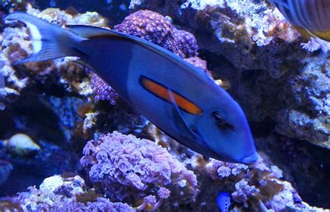 Orange Shoulder Tang - Reef Aquarium