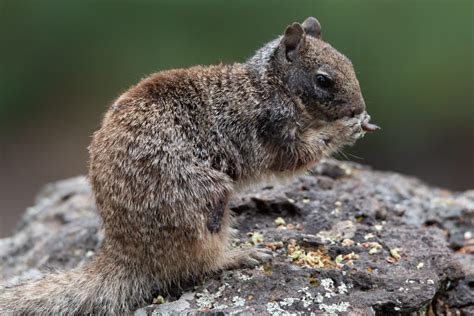 3 Types of Squirrels That Live in Arizona! (2024) - Bird Watching HQ