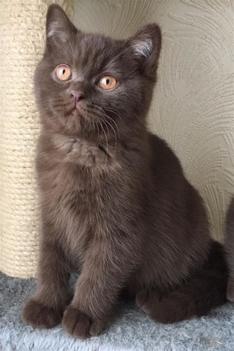 Chocolate British Shorthair Kittens | in Carrickfergus, County Antrim ...