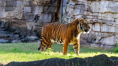 Endangered Sumatran tiger finds new home at Busch Gardens