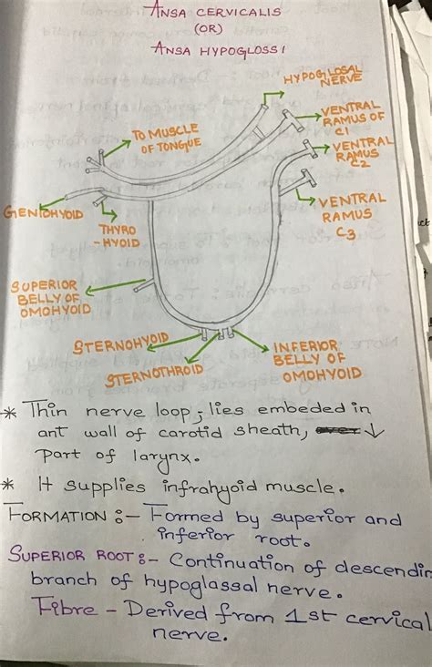 ANSA CERVICALIS : ANATOMY NOTES LEARN IT EASY WITH STENCILDENT