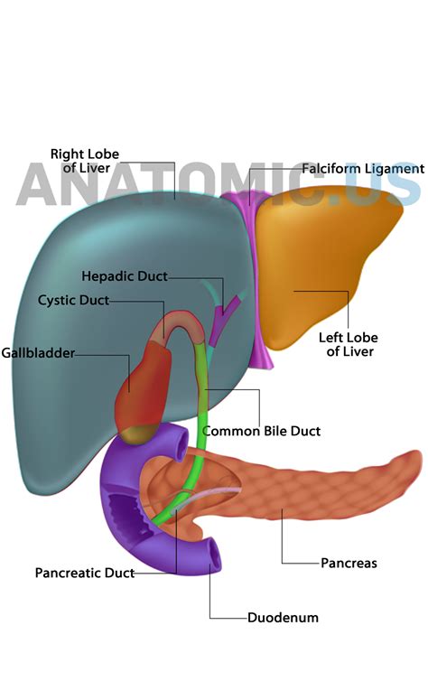 Liver Pancreas Diagram